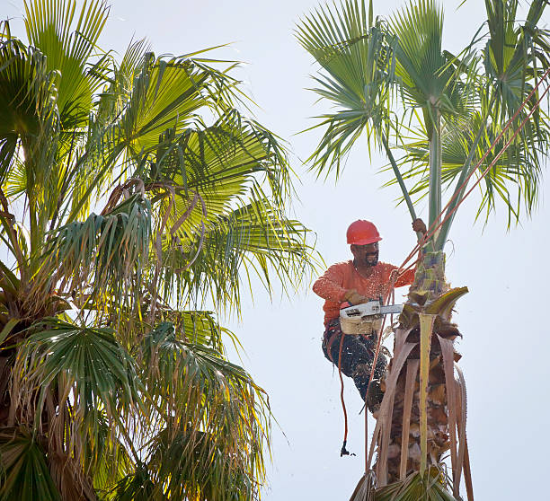 Best Arborist Services Near Me  in Chleston, AR